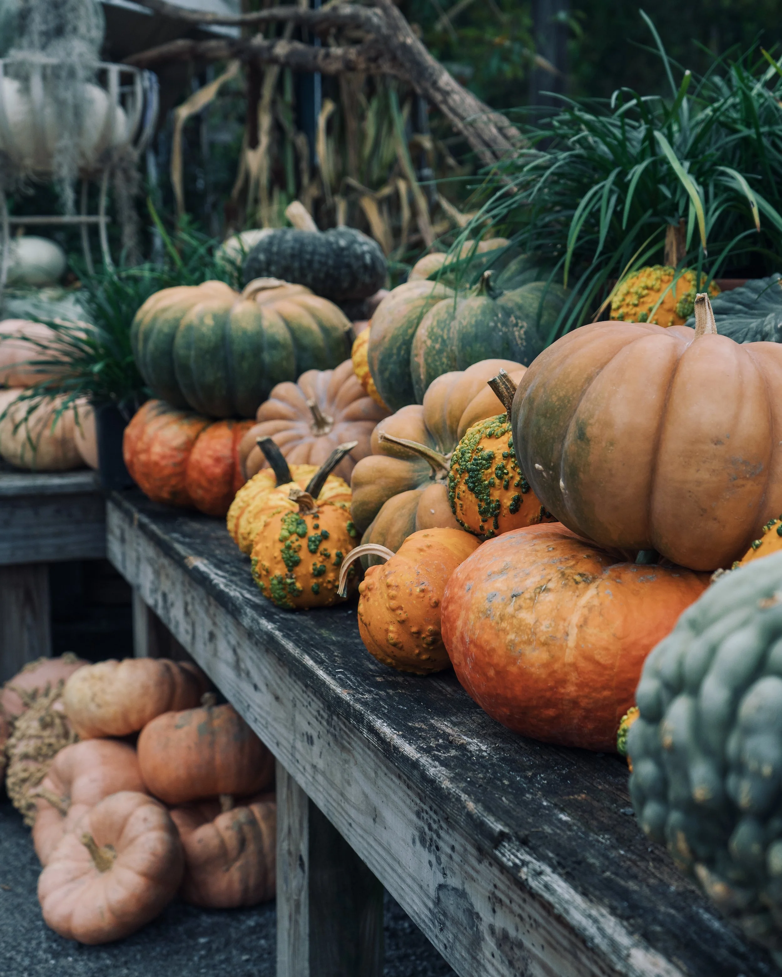 Pumpkinsさん専用 pumpkin days are here — Wilson Plant Co